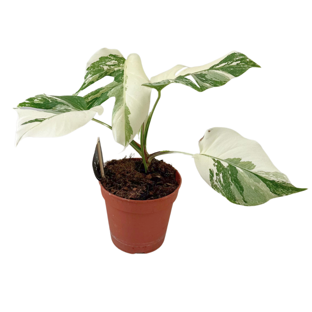 Monstera Deliciosa Variegata Super White - Rare Indoor Plant