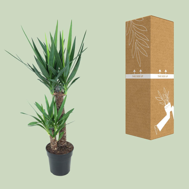 Yucca elephantipes (Yucca Plant): Stylish, Resilient & 100cm Tall – Your Low-Maintenance Indoor Oasis!