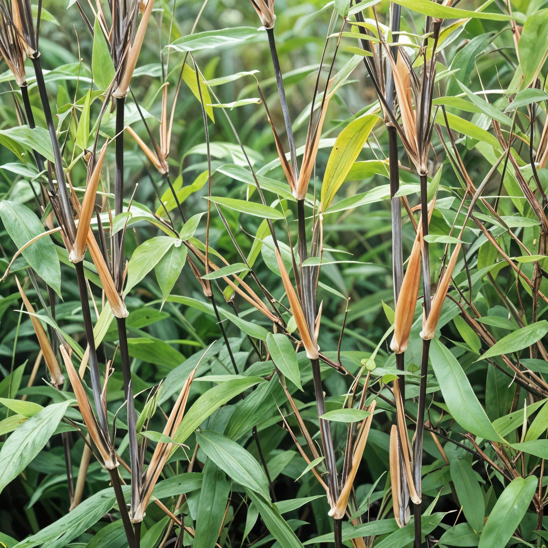 Bamboo - Fargesia Black Dragon - Evergreen - Non-Invasive - Green - 18 Plants - Pot 14cm - Height 35cm