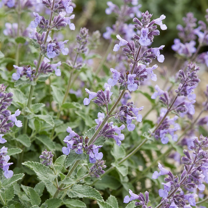 24 Nepeta racemosa 'Walker's Low' catmint plants in 11cm pots - view 5
