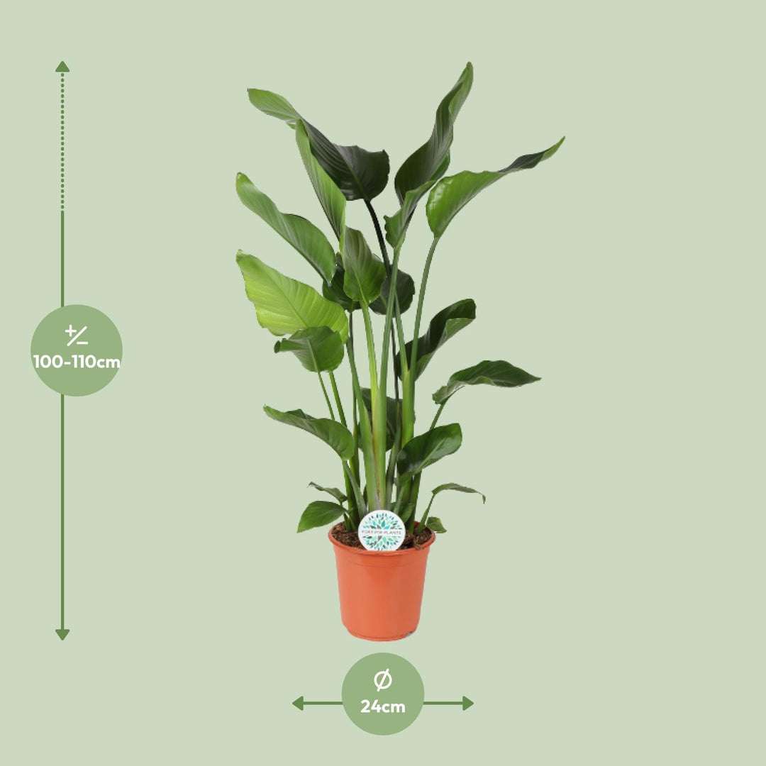 Strelitzia (Bird of Paradise Flower): Exotic Blooms & Easy Care!