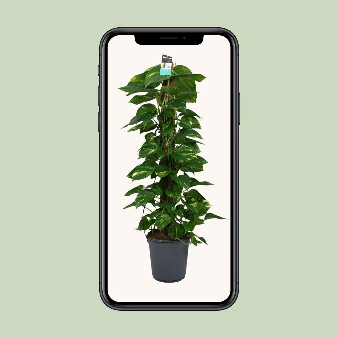 Scindapsus (Pothos): Lush 120cm Trailing Beauty – Easy Care & Versatile!