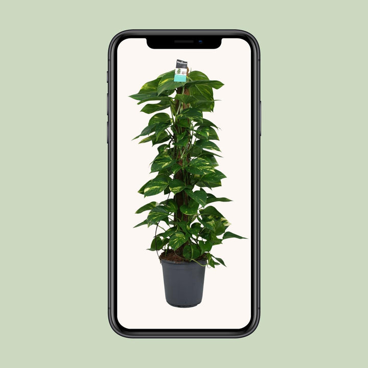 Scindapsus (Pothos): Lush 120cm Trailing Beauty – Easy Care & Versatile!