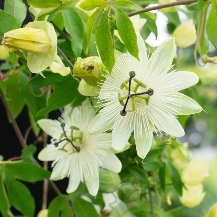 6x Passiflora caerulea ‘Constance Elliott’ – P9 Pot – Elegant White Passion Flower