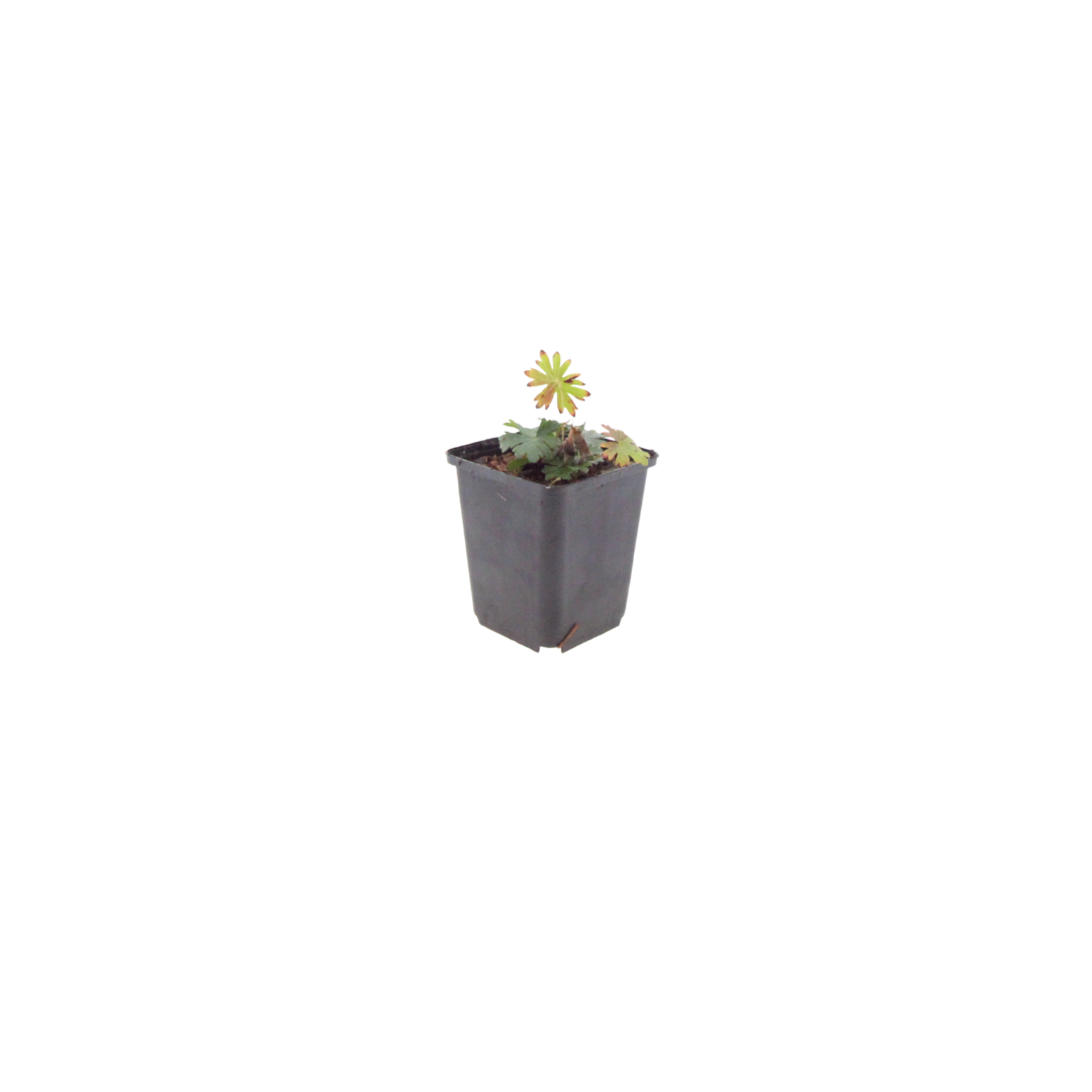 24x Geranium sanguineum - ↕10-25cm - Ø9cm