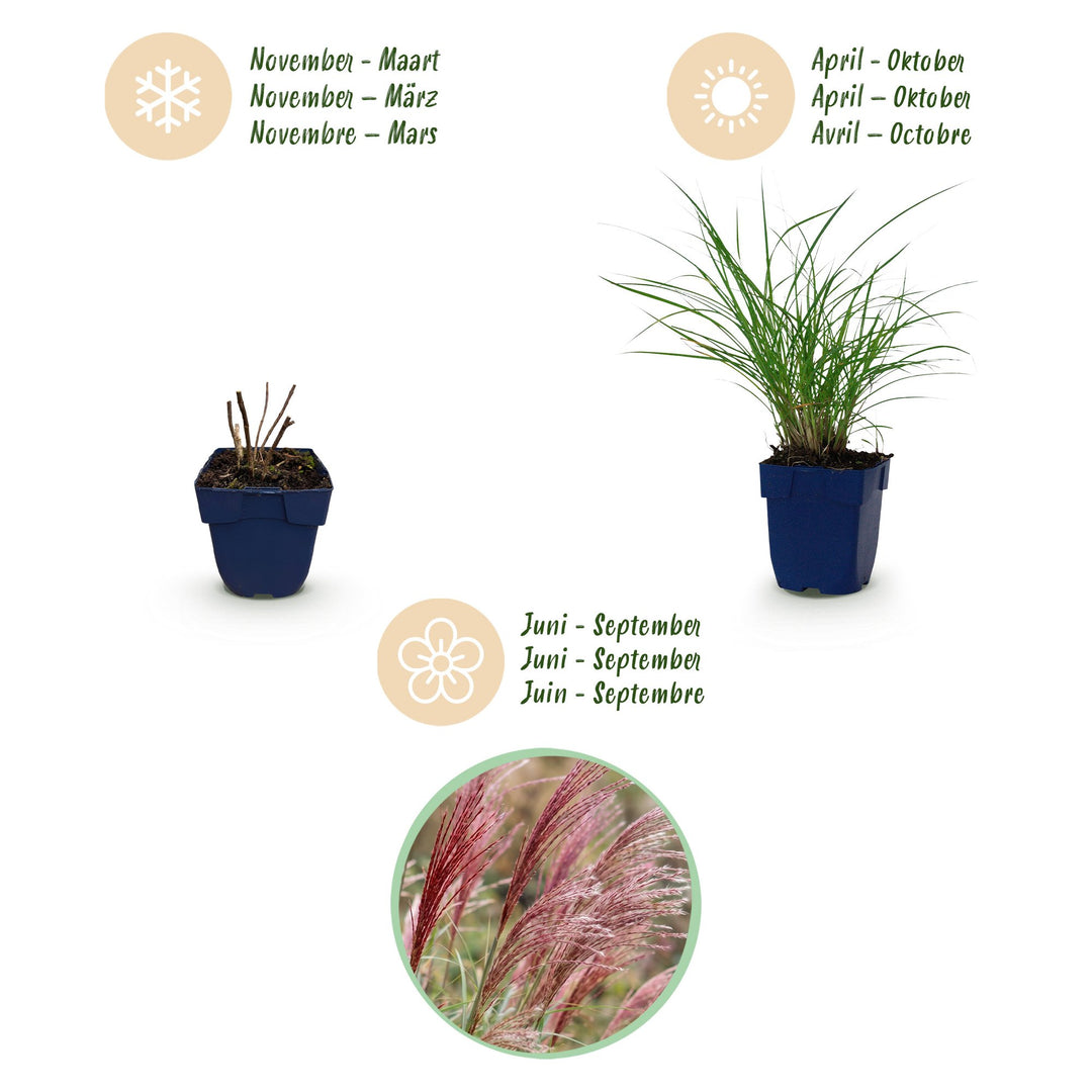 Pack of 24 Miscanthus sinensis 'Red Chief' maiden grass plants in 11cm pots - view 4