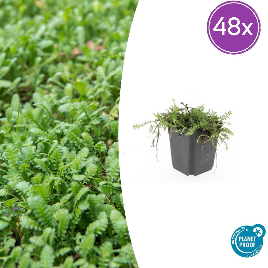 48x Leptinella Squalida (Brass Buttons) - Evergreen Groundcover