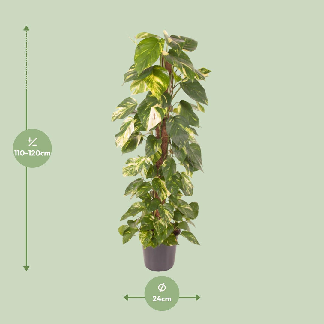 Golden Pothos 24cm Pot 120cm Tall - Air-Purifying Indoor Plant