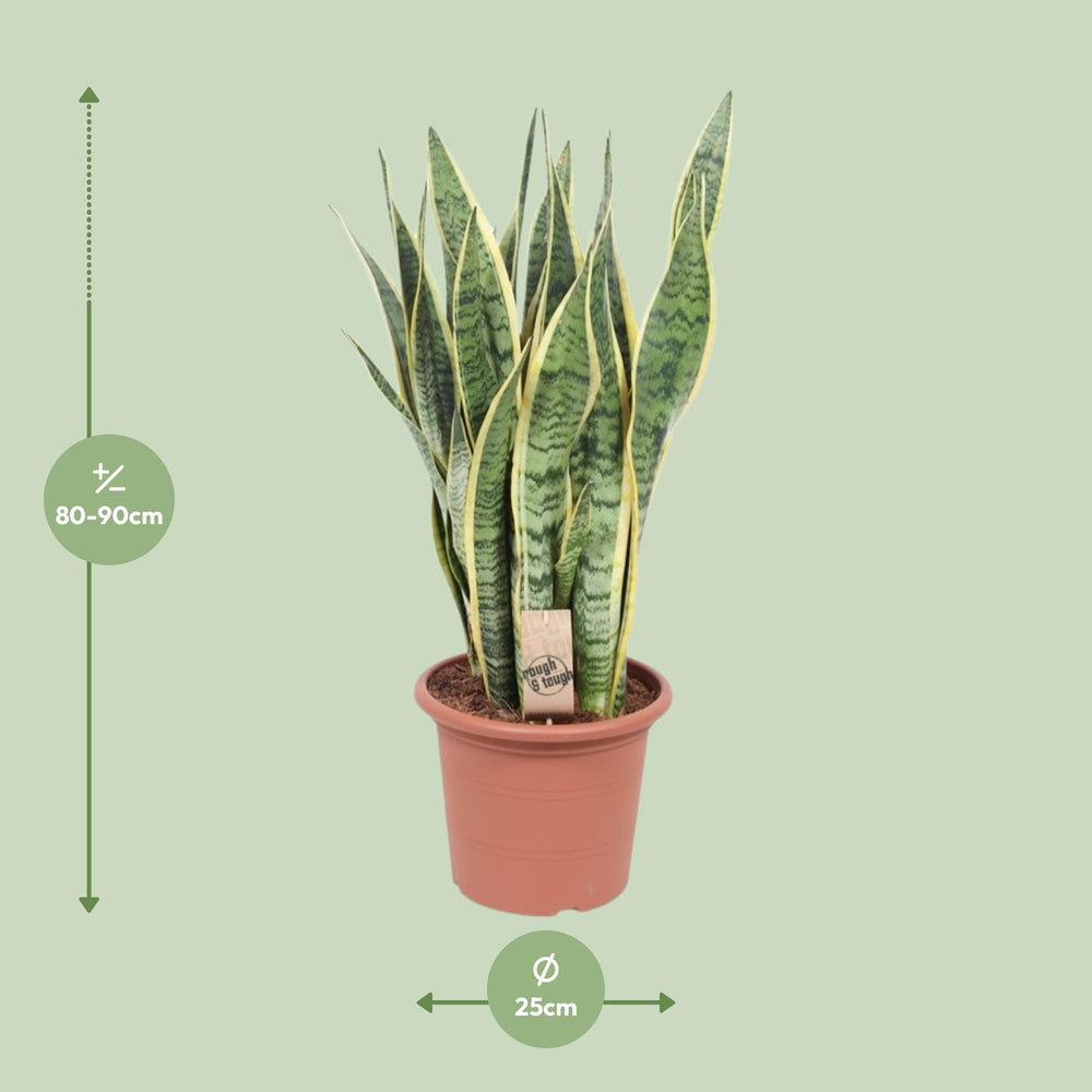 Sansevieria 'Laurentii' snake plant with green and yellow striped leaves, by Everspring, ideal for indoor air purification.