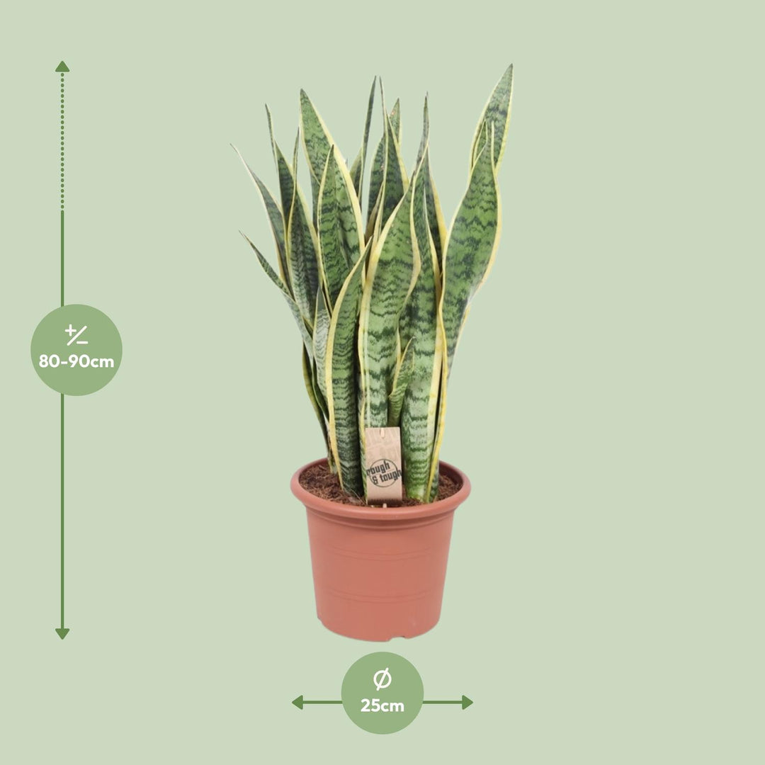 Sansevieria 'Laurentii' snake plant with green and yellow striped leaves, by Everspring, ideal for indoor air purification.