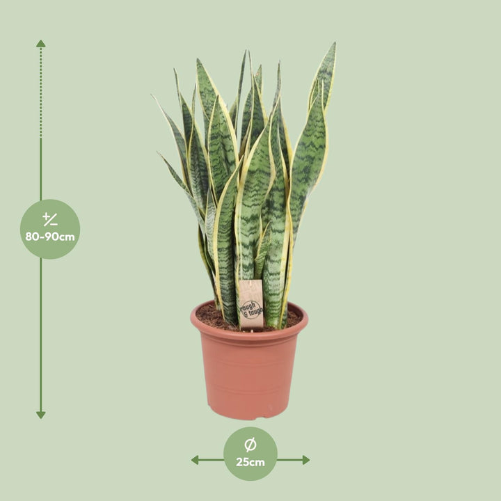 Sansevieria 'Laurentii' snake plant with green and yellow striped leaves, by Everspring, ideal for indoor air purification.