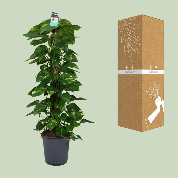 Scindapsus (Pothos): Lush 120cm Trailing Beauty – Easy Care & Versatile!