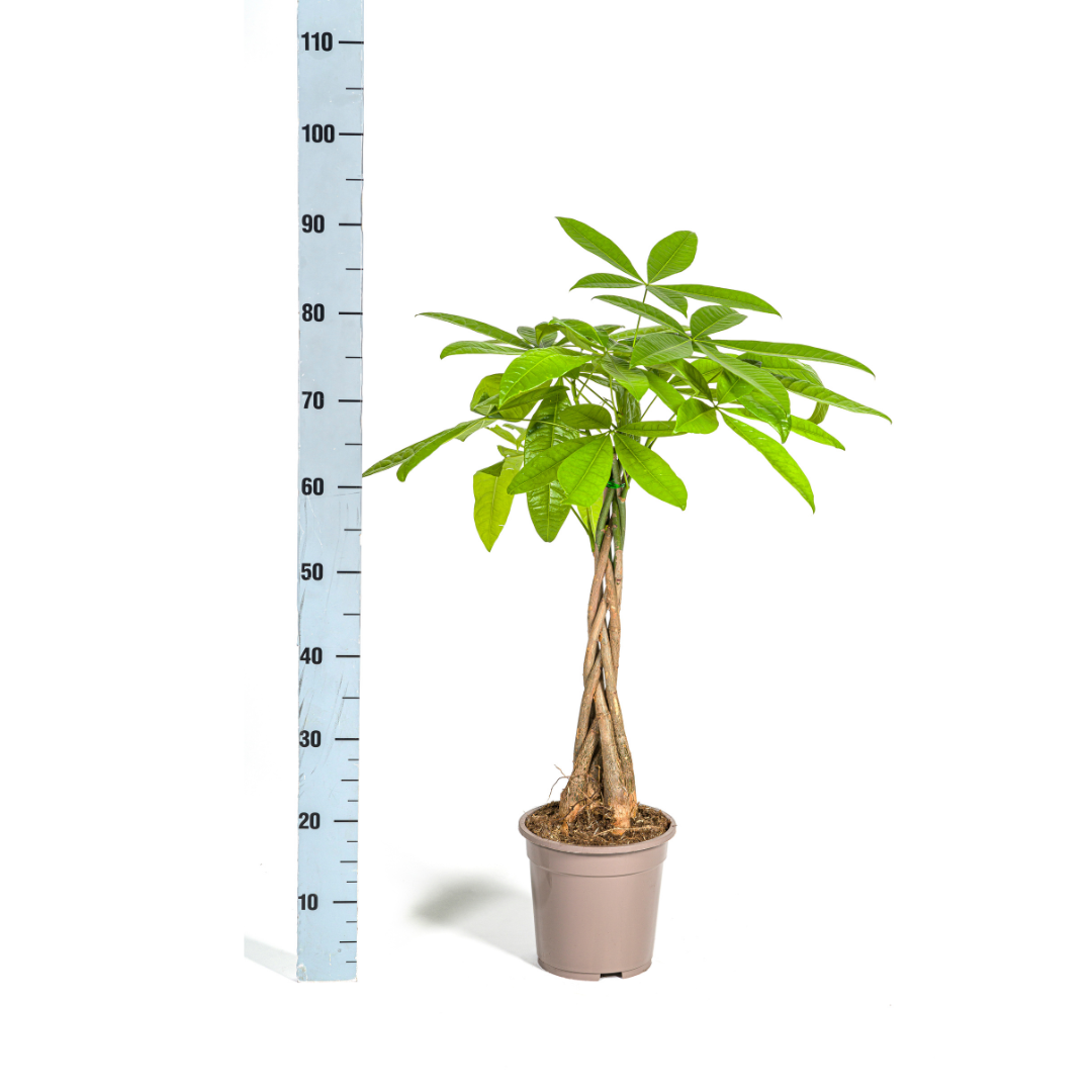 Pachira Aquatica 70-90cm — Geldbaum im 19cm Topf