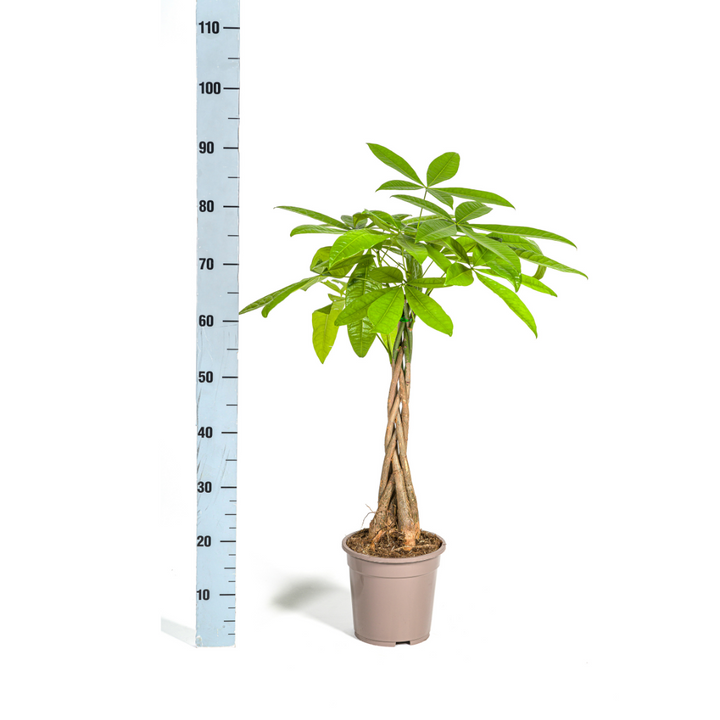 Pachira Aquatica 70-90cm — Geldbaum im 19cm Topf