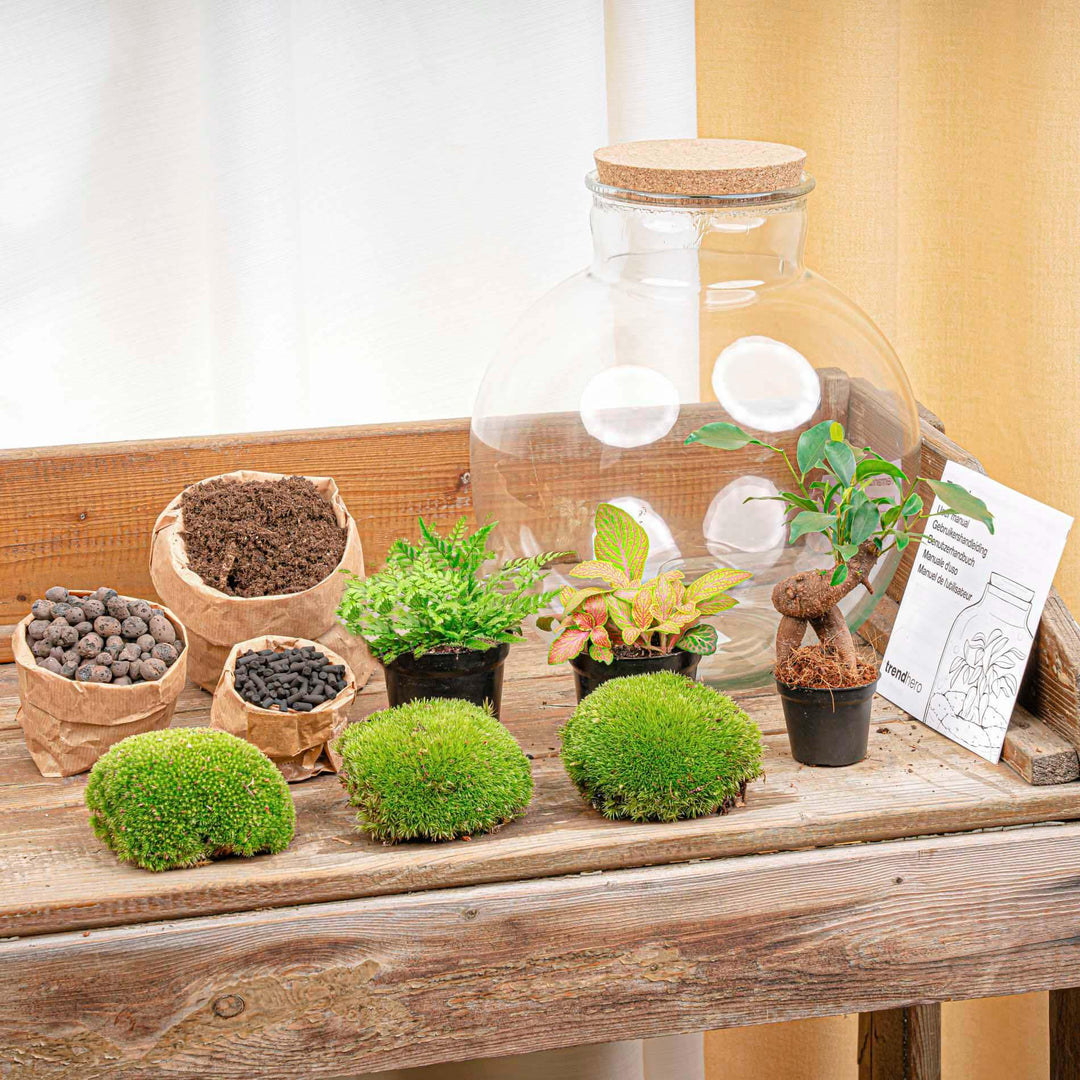 DIY terrarium - Bolder Bob Bonsai - ↕ 30 cm - Rake + Shovel + Tweezer + Scissors