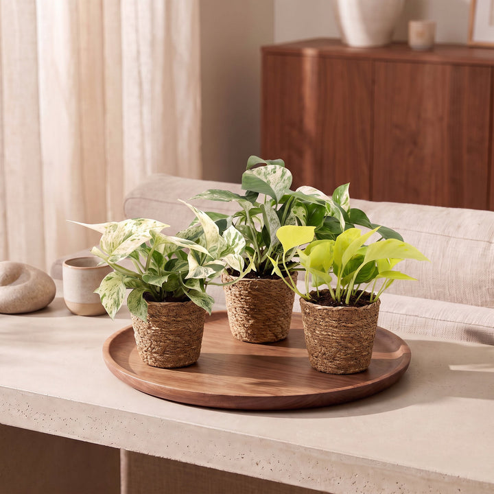 Epipremnum Tricolour trio houseplants, pack of 3 in basket, image 3