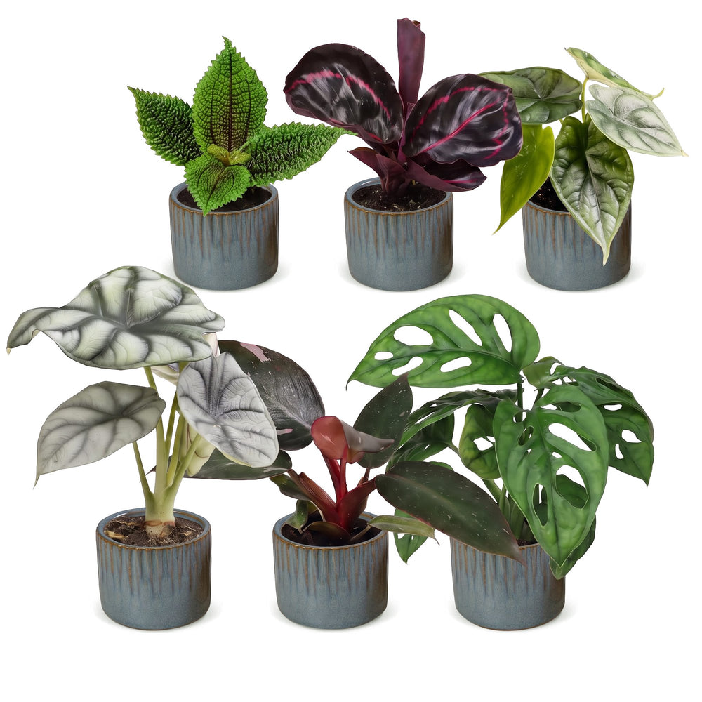Baby Jungle Mix tropical houseplants, pack of 6, image 2