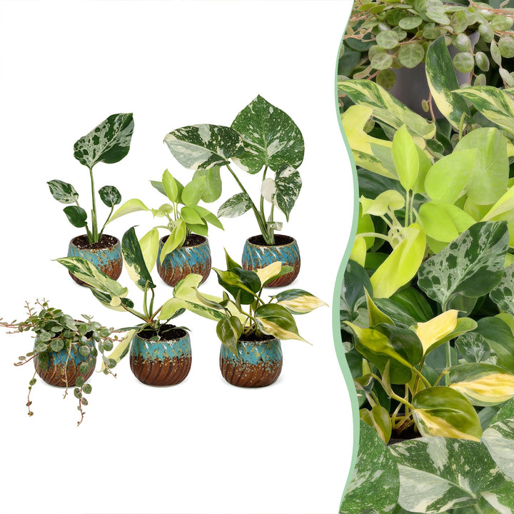 Baby Tropical Mix houseplants, pack of 6