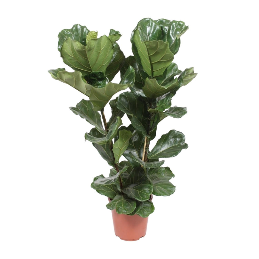 Fiddle Leaf Fig Plant - Ficus Lyrata, 100cm tall in a 27cm pot, vibrant green leaves, by Everspring