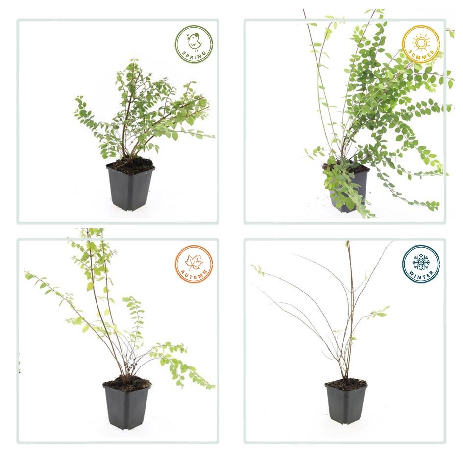 60x Symphoricarpos 'Hancock' Snowberry - Hardy Ground Cover - 10-25cm