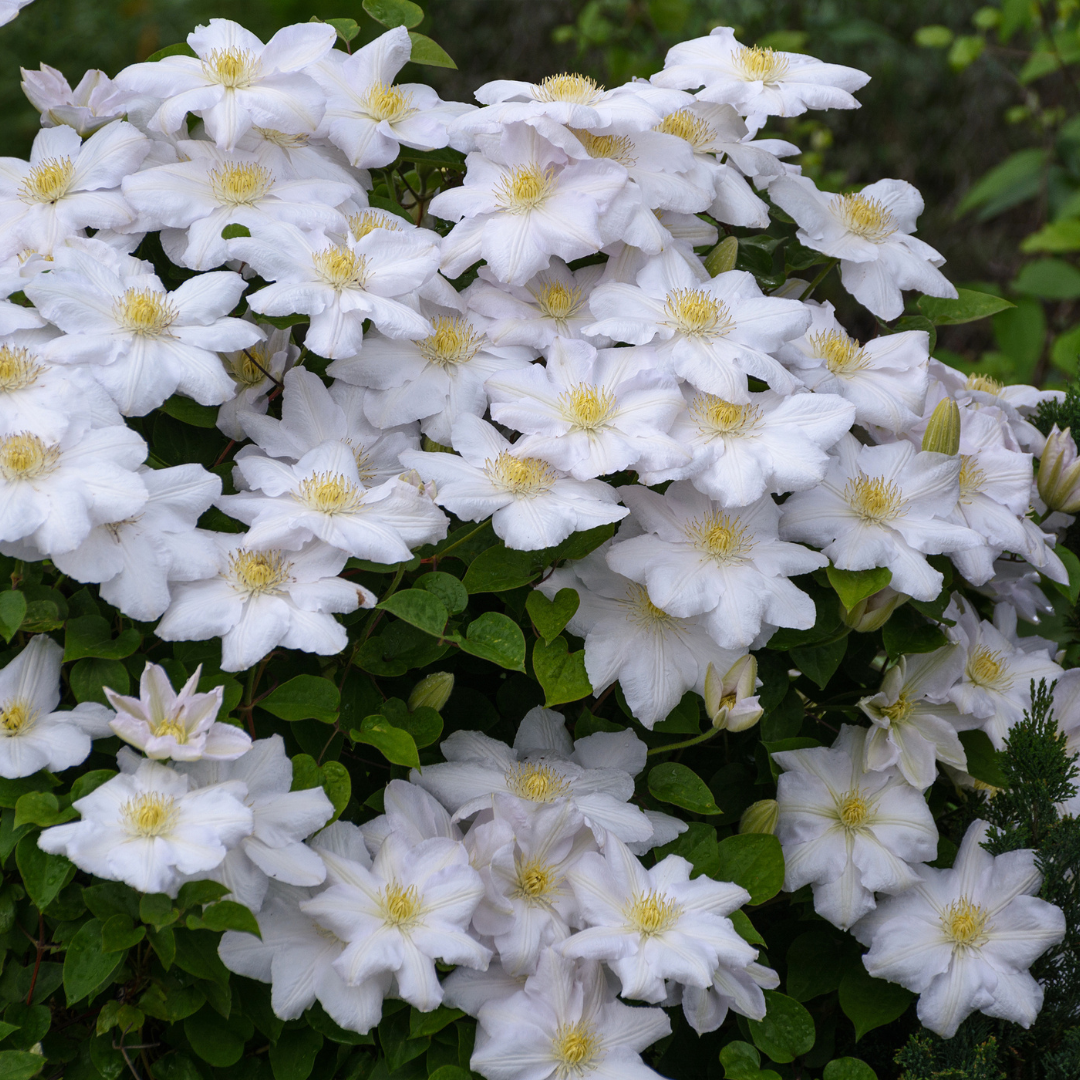 6x Clematis ‘Miss Bateman’ – P9 Pot – Elegant White Flowering Climbing Plant