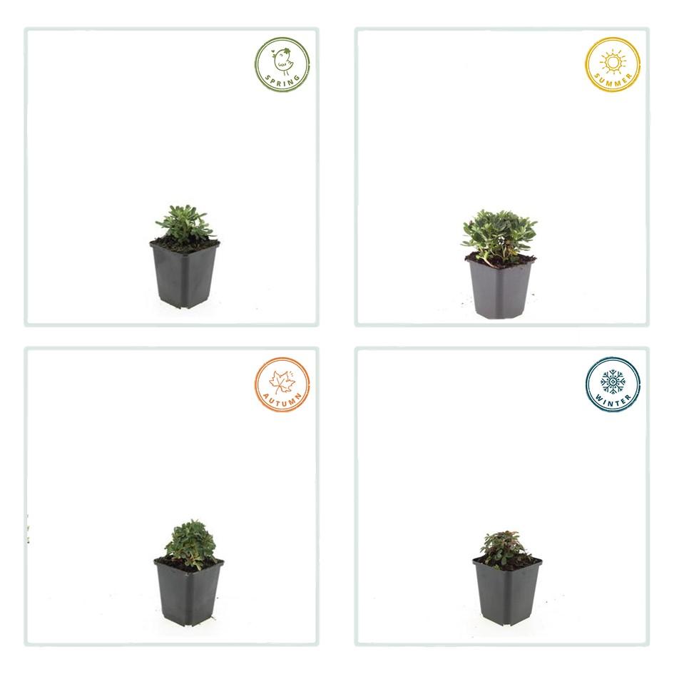 60x Potentilla tridentata 'Nuuk' | Hardy Evergreen Ground Cover | 10-25cm