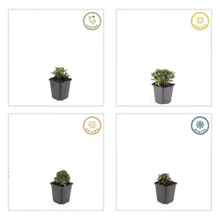 60x Potentilla tridentata 'Nuuk' | Hardy Evergreen Ground Cover | 10-25cm