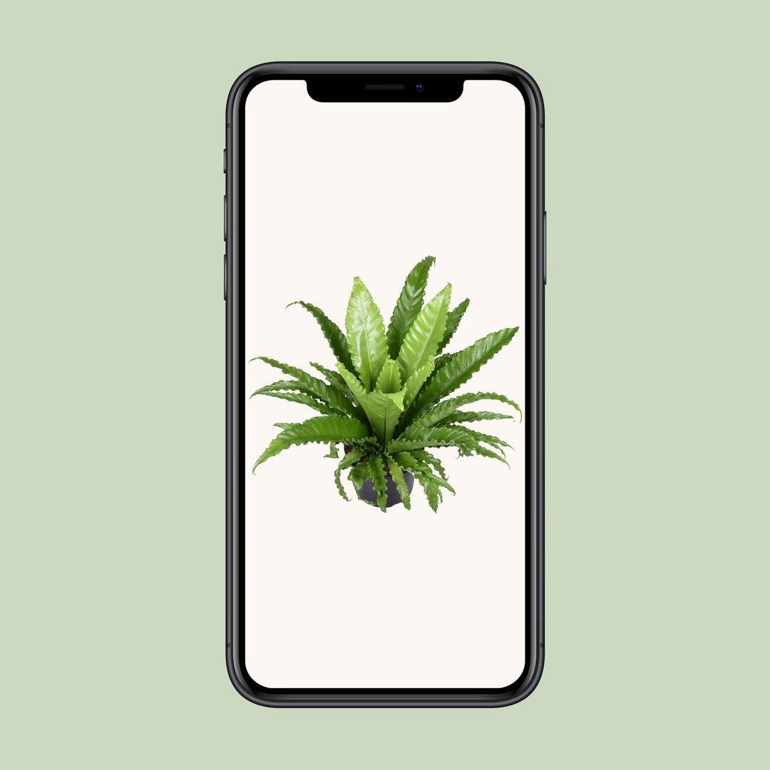 Asplenium Antiquum 'Osaka' Bird's Nest Fern - 60cm Indoor Plant