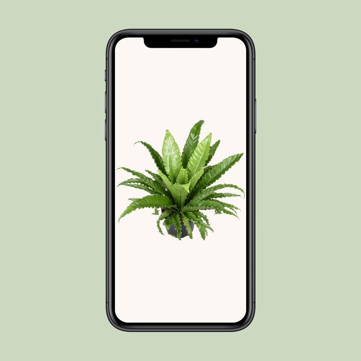 Asplenium Antiquum 'Osaka' Bird's Nest Fern - 60cm Indoor Plant