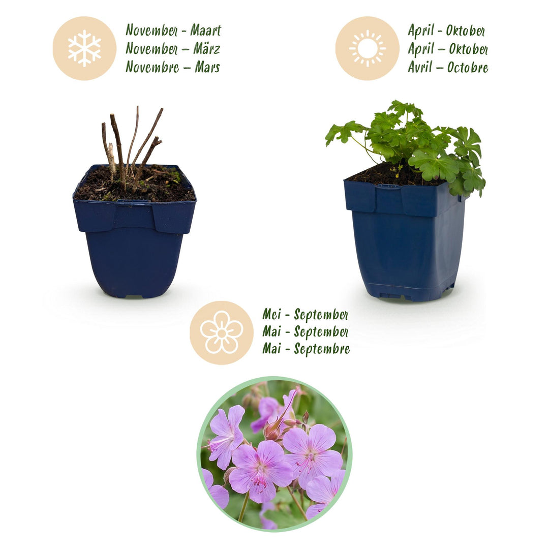 24x Geranium macrorrhizum Czakor bigroot cranesbill in 11cm pots - view 4