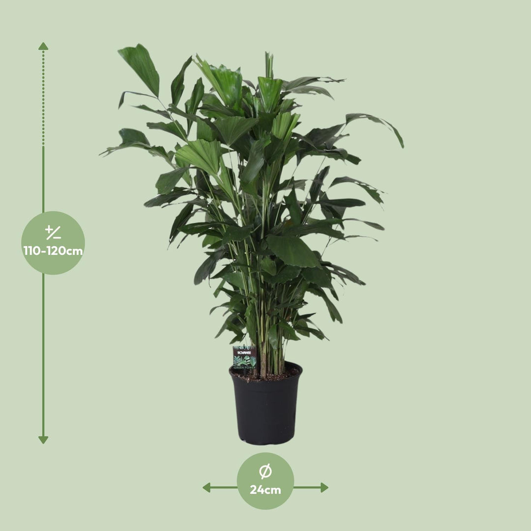 Fishtail Palm Caryota Mitis 120cm - Indoor Tropical Plant 24cm Pot