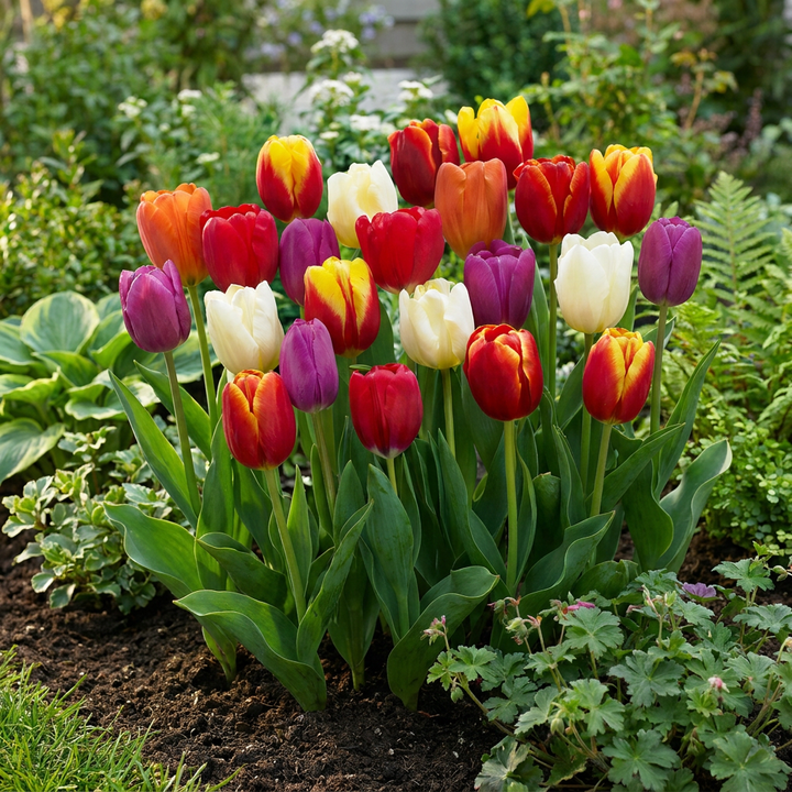 120x Tulipa Triumph Mix - Tulipe Triomphe en mélange - Divers - Floraison printanière - Calibre 11/12