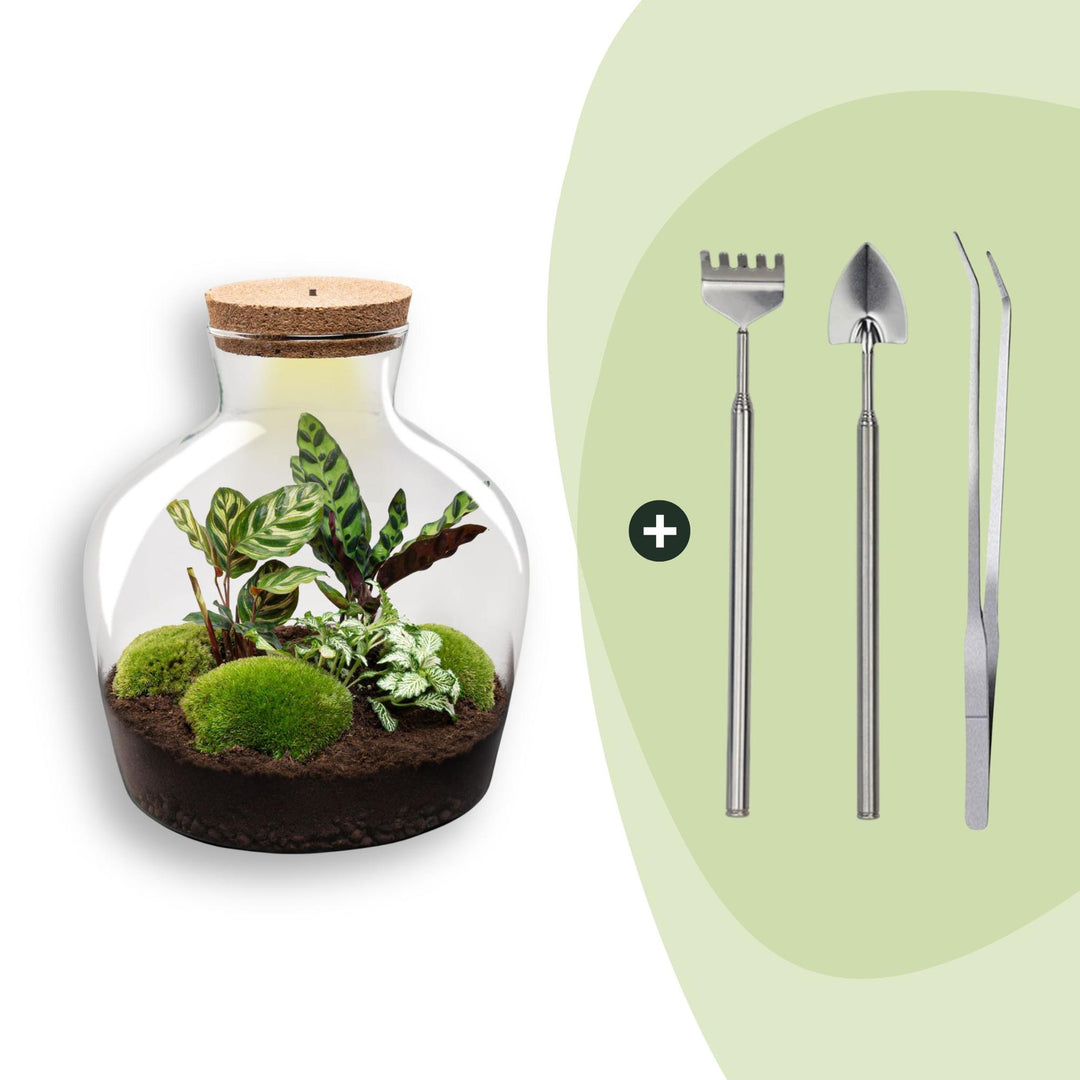 DIY terrarium -  Fat Joe - ↕ 30 cm - Rake + Shovel + Tweezer