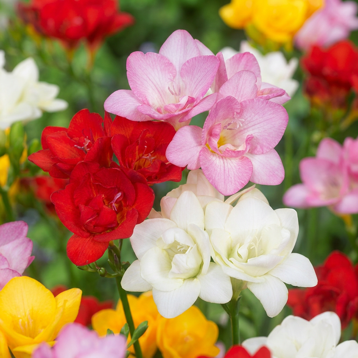 160x Freesia Double Mix - Frésia double mélange - Divers - Fleur à couper - Calibre 5/+