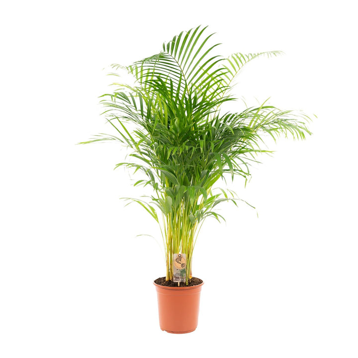 Areca Palm Plant 130cm - Air Purifying Indoor Houseplant
