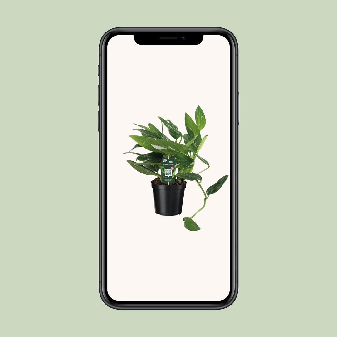 Philodendron Plant 50cm - Air Purifying Houseplant 17cm Pot