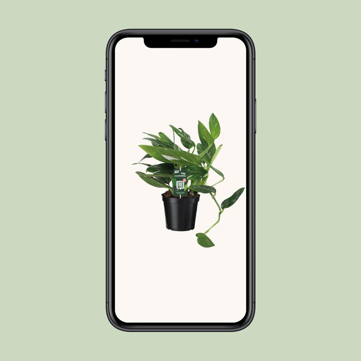 Philodendron Plant 50cm - Air Purifying Houseplant 17cm Pot