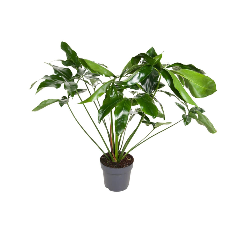 Philodendron Green Wonder indoor plant, 100cm tall in a 24cm pot, featuring lush green leaves, by Everspring.