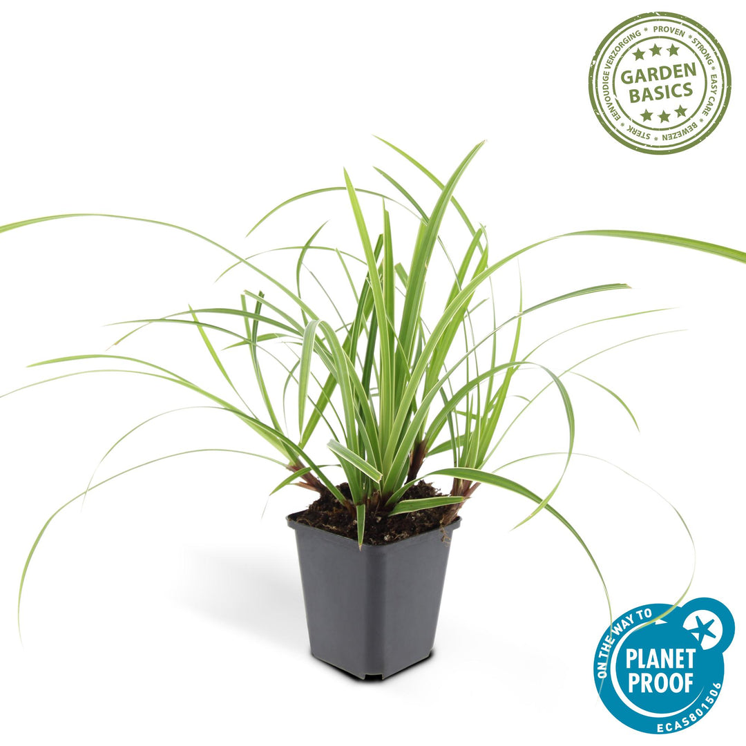 Carex Morrowii Ice Dance - Evergreen Ornamental Grass Groundcover