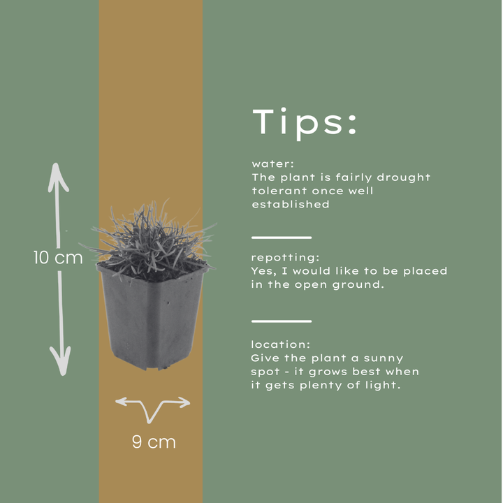 6x Armeria m. 'Splendens' - ↕10-25cm - Ø9cm