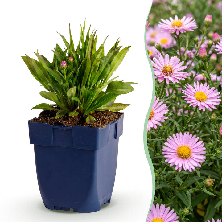 Plante vivace - Aster Wood's Pink - Spirée - Attire les abeilles et les papillons - Rose - 24 Plantes - Pot 11cm - Hauteur 15-25cm