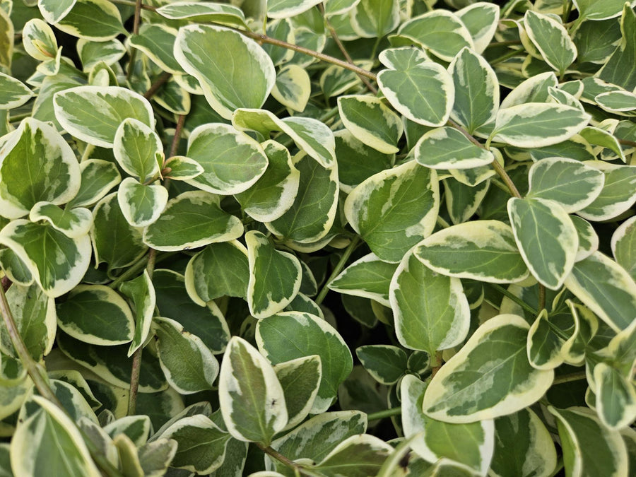 Greater periwinkle 'Variegata' with variegated green and cream oval leaves on trailing stems, 10-25cm tall in 9cm pot