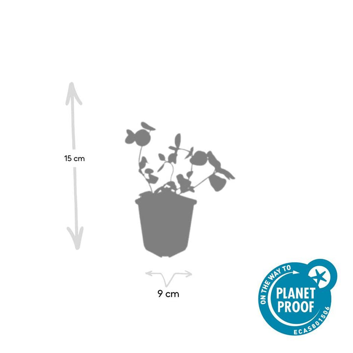 60x Vinca Major Evergreen Ground Cover Plants - 10-25cm - 9cm Pot