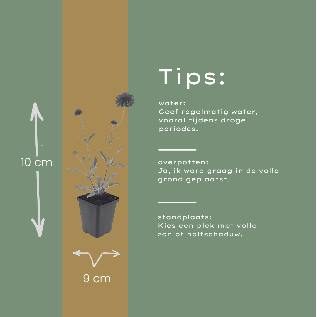 6x Knautia macedonica - ↕10-25cm - Ø9cm