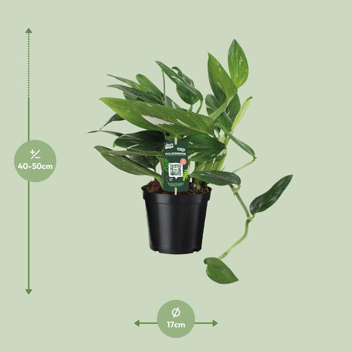 Philodendron Plant 50cm - Air Purifying Houseplant 17cm Pot
