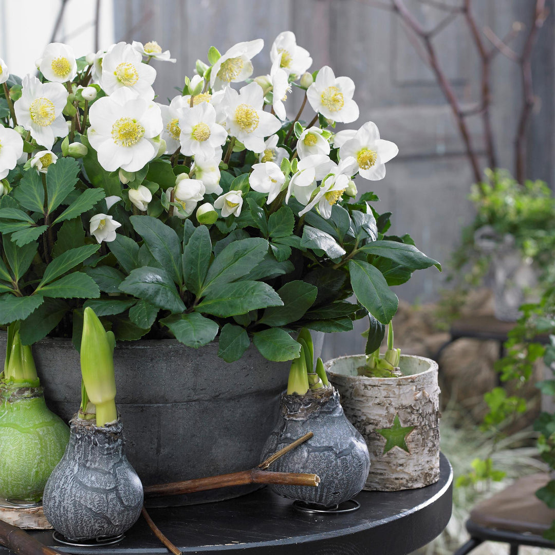 2x Helleborus niger 'Christmas Carol' Christmas Rose in 17cm pots - view 5