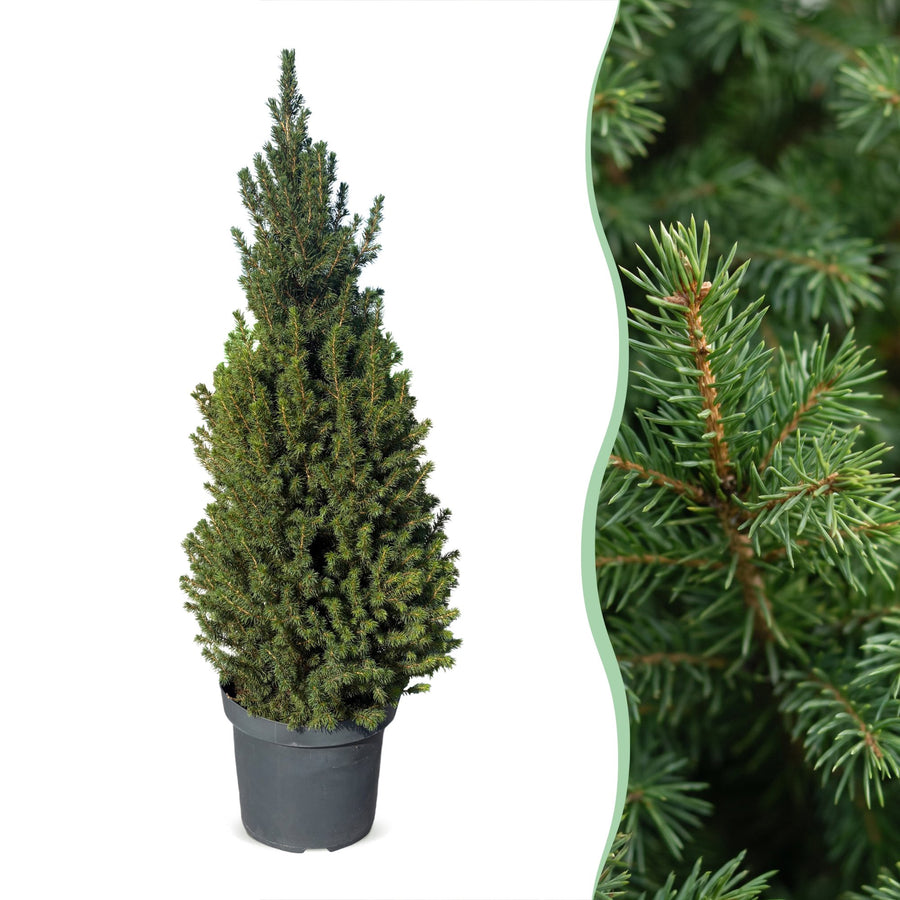 Pack of 2 potted dwarf spruce Christmas trees, 110cm in 26cm pots