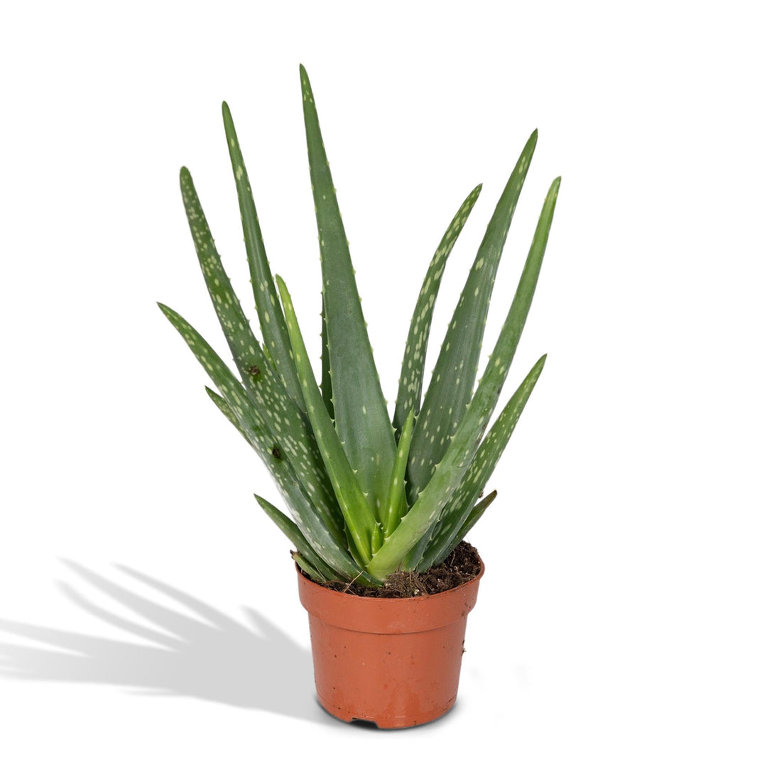 Aloe Vera Plant 12cm - Easy Care Indoor Succulent for Home