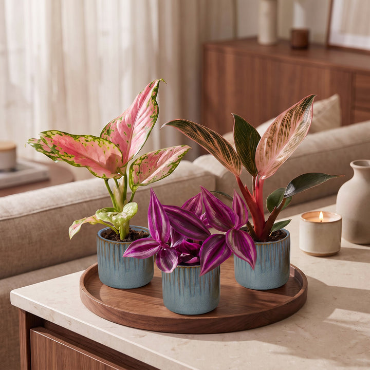 Baby Paradise Mix tropical houseplants, pack of 3 in Ø6cm pots, image 3