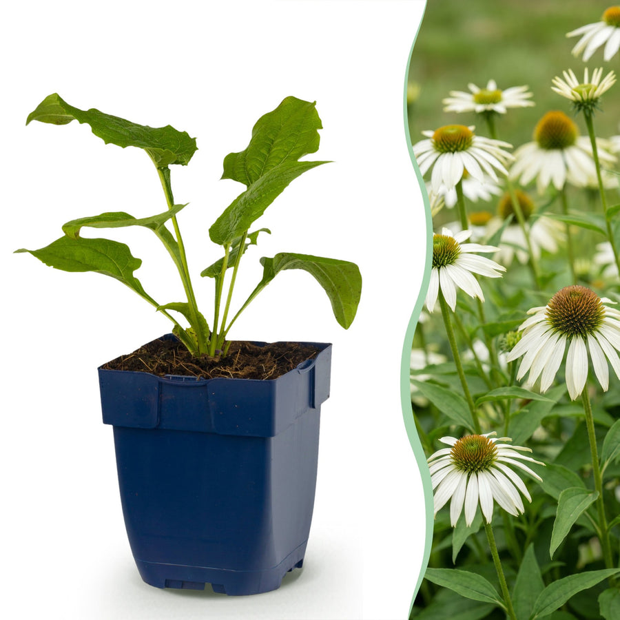 24x Echinacea purpurea Alba white coneflower plants in 11cm pots